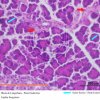 Glândula Alveolar Composta - Pâncreas 40x (4)
